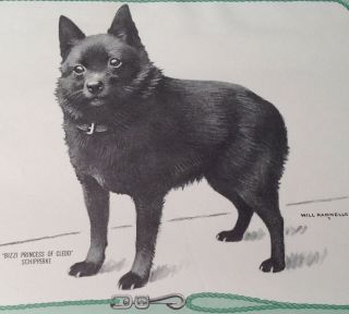 1967 Rare Named Schipperke Dog Calendar Page 1967 Art Will Rannells