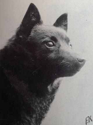 5 Rare Old Schipperke Dog Pictures And Breed Article 1975,  Uk Kennel Advert