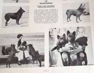 Rare 1937 Kennel Ker Mano Schipperke Dog Photographs And Breed Description