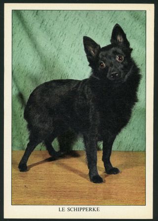 Dog Breed Schipperke Rare Collecting Folder Sheet C.  1970 France
