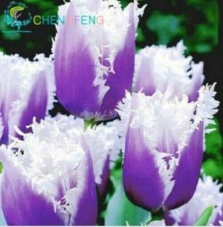 Tulip Bulbs Ice Cream Perennial Resistant Rare Flower Stunning Hardy Pot Gifts