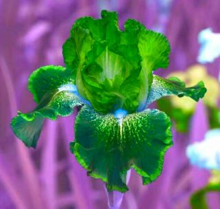 Resistant 2 Bearded Iris Bulbs Perennial Flower Hardy Rare Plants Refresh Garden
