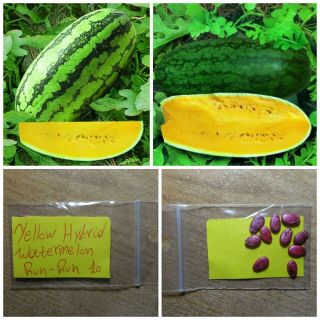 Yellow Watermelon  Run - Run  Hybrid 10 Top Quality Seeds - Giant - Extra Rare