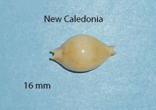 Cypraea Margarita Caledonia 16 Mm Rare