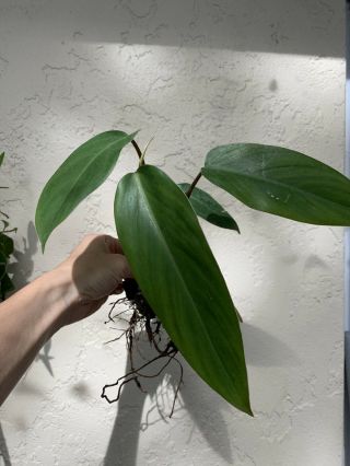 Rare Philodendron Red Emerald / Philodendron Erubescens 7”t Houseplant Tropical