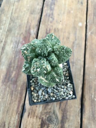 Ariocarpus Fissuratus Cv.  Godzilla Rare Grafted Cactus