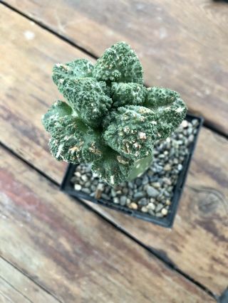 Ariocarpus Fissuratus CV.  Godzilla Rare Grafted Cactus 2