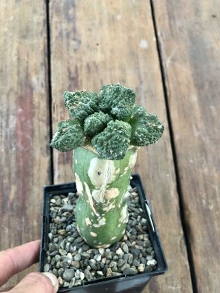 Ariocarpus Fissuratus CV.  Godzilla Rare Grafted Cactus 3