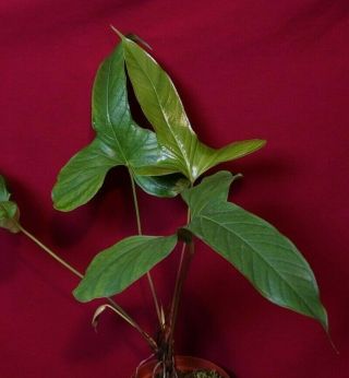 Anthurium Insigne Rare Aroid Plant Philodendron Monstera