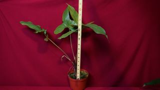 Anthurium Insigne Rare Aroid Plant Philodendron Monstera 2