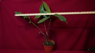 Anthurium Insigne Rare Aroid Plant Philodendron Monstera 3