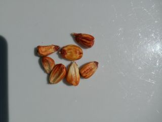 Peruvian Red Corn Seed Rare