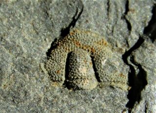 And Very Rare Trilobite Cephalon.  S.  Simula.  Cambrian.  Nº08