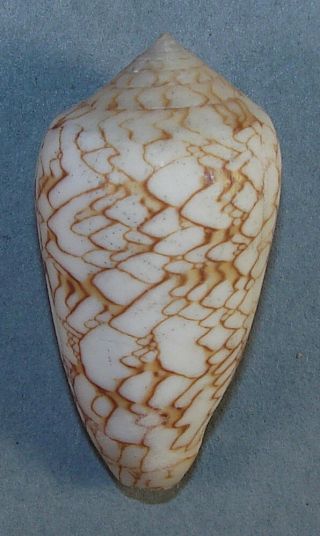 Conus Textile Verricula 46.  00mm Rare Specimen Sri Lanka (ceylon)