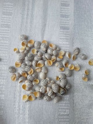 Sailor Valentine Liquidation Sea Shells Tiny Rare Vintage
