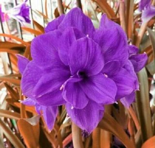Amaryllis Bulbs Perennial Resistant Hippeastrum Flower Purple Rare Gifts Balcony