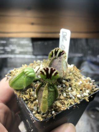 Cephalotus Follicularis “brewer’s Red” Rare Clone Colorful Large Pitchers