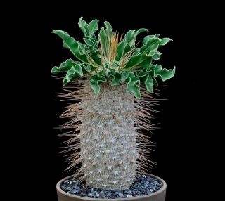 Pachypodium Namaquanum 30 Seeds Fresh Cacti / Succulent / Very Rare / Caudex