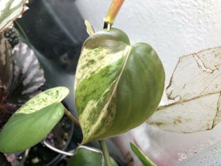 Rare — Variegated Philodendron Hederaceum Cutting— Aroid,  Anthurium,  Monstera
