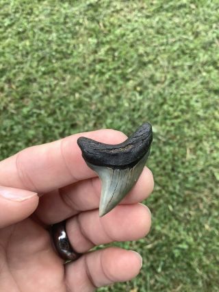 Rare 1.  59” Grandis Thresher Shark Tooth Fossil Trigonotodus