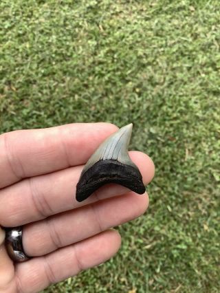 Rare 1.  59” Grandis Thresher Shark Tooth Fossil Trigonotodus 3