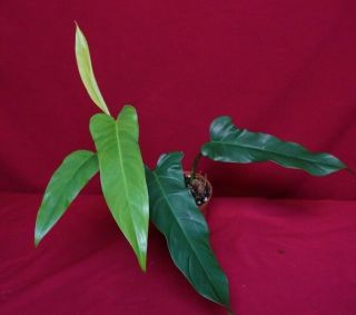 Philodendron Sagittifolium Aff Rare Aroid Plant Anthurium Monstera