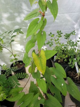 Rarely Produced Seeds Dioscorea Alata Water Yam / Purple Yam - Use Like A Potato