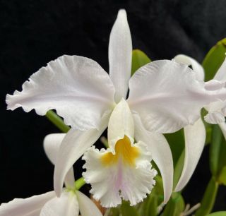 Rare Cattleya Orchids - C Mossiae Coerulea 