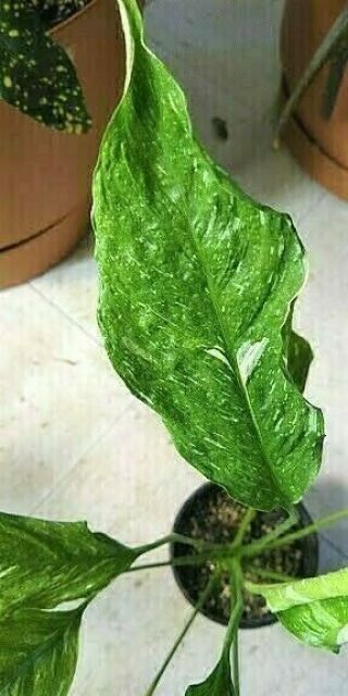 Variegated Spathiphylum,  RARE Peace Lily.  CRINKLED Leaves.  This is NOT Domino. 3