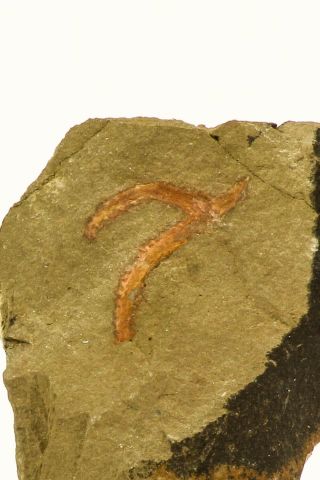 J62 - Partial Rare Soft Bodied Marrellomorph (furca Mauretanica) Lower Ordovician