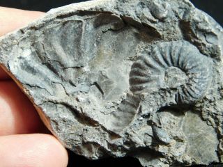 A Very Rare 100 Natural Triassic Era Ammonite Fossil From Nevada 62.  3gr