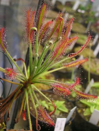 Drosera Chrysolepis Stunning Sundew Carnivorous Plant Rare 5 Seeds