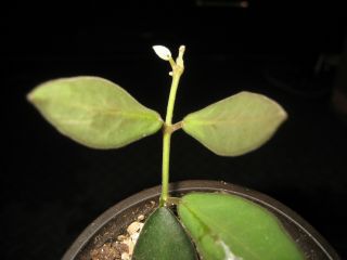Rare Hoya Bilobata Plant 3.  5 " Pot Small Olive Leaf Fragrant Red Flower Clusters