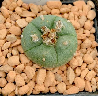 Ariocarpus Willy Williamsii Rare Cactus Good Sized Seed Grown Plant 3