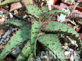 Nataellis E296n Aloe Castilloniae,  Rare Succulent Plant Seedling