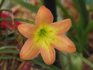 Rare Rain Lily Bulbs Zephyranthes Perennial Bright Eyes Primulina Flower Bonsai