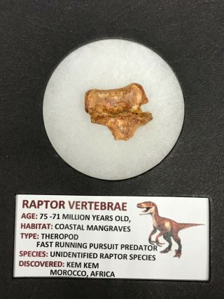 Rare Ancient Raptor Vertebrae - 75/71 Million Years Old - Rrv3