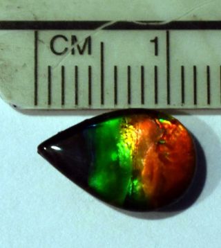 Rare Canadian Ammolite Multicolor 12 X 8 X 3 Mm Stone Ready To Set