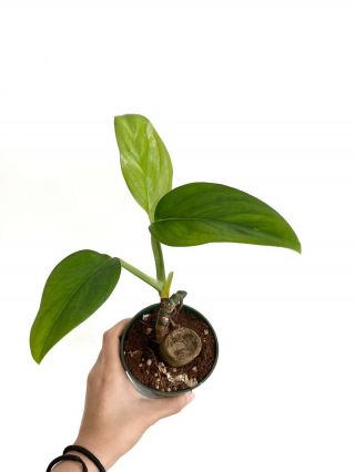 Rare Monstera Pinnatipartita 4” Pot Houseplant Aroid Plant
