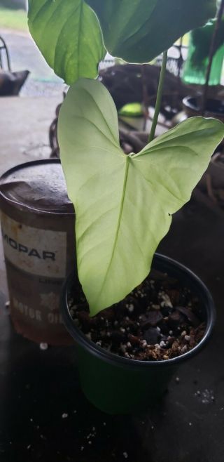 Anthurium Balaoanum Tropical Rare Large Leaf Aroid House Plant