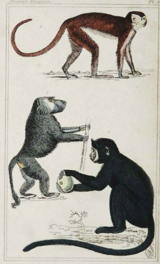 1833 Antique Engraving Of Monkeys.  Natural History.  Zoology.  Primates.  187 Years