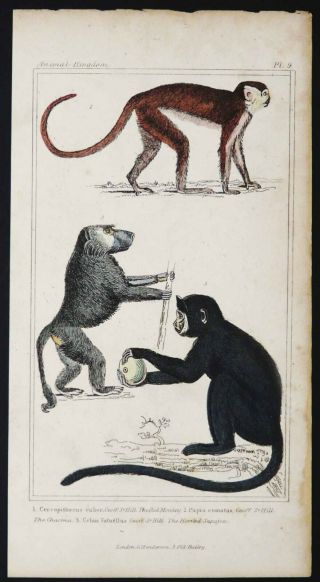 1833 Antique engraving of MONKEYS.  Natural History.  Zoology.  Primates.  187 years 2