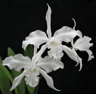 Rare Cattleya Orchids - L Lobata Alba 