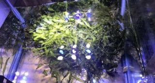 Live Caulerpa Prolifera Marine Rare Species Macro Algae Plant Reef Refugium 6 - 7”
