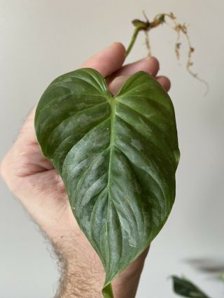 Philodendron Majestic (verrucosum X Sodiroi) Aroid Rare Cutting Rooted