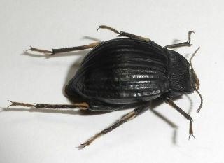 Tenebrionidae,  Psectrascelis Liniaris (rare Species From Chaco)