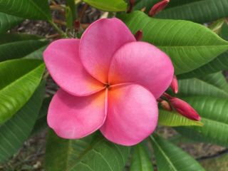 Rare Plumeria Cutting 11 " - 18 " - Hawaiian Sunrise - Gorgeous Pink & Yellow Flower