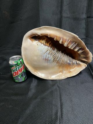 Rare Huge Queen Helmet Conch Shell Large 12.  5” Sea Shell