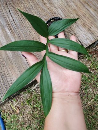 Monstera Subpinnata Rare Aroid Philodendron,  Palm Like Foliage