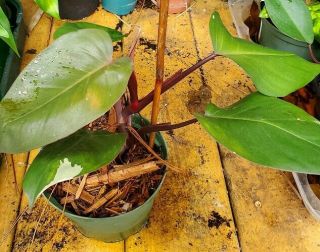 Philodendron Erubescens Pink Princess Rare Variegated Plant 6
